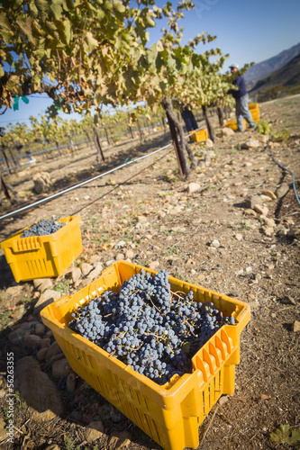 Photo: Workers Harvest Ripe Red Wine Grapes Into Bins Workers Harvest Ripe Red Wine Grapes Into Bins