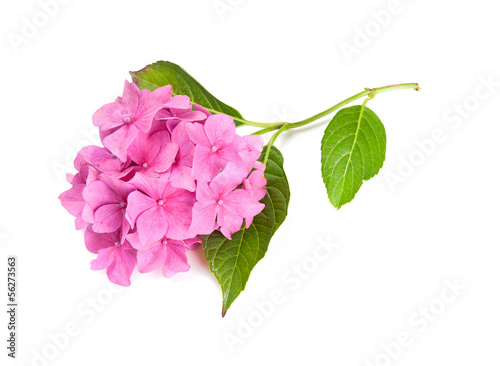 Photo: pink hydrangea isolated on white pink hydrangea isolated on white