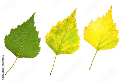 Photo: Autumn birch leaves Autumn birch leaves