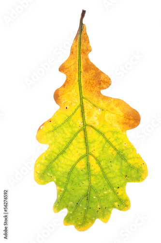Photo: Oak leaf isolated Oak leaf isolated