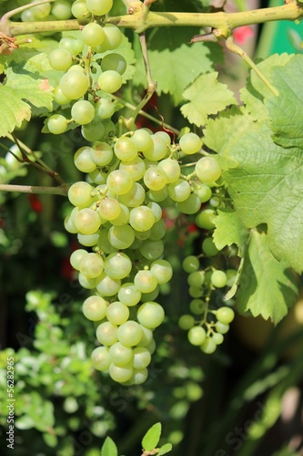 Photo: Grappe de raisins Grappe de raisins