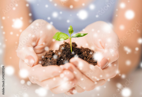 Photo: hands with green sprout and ground hands with green sprout and ground
