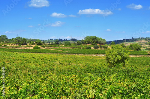 Photo: vineyard in Tarragona, Catalonia, Spain vineyard in Tarragona, Catalonia, Spain
