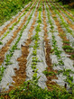 farmland with salad farmland with salad