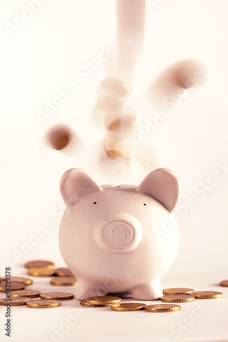 Photo: pig pig