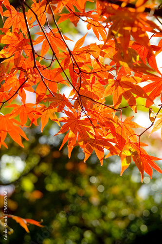 Photo: 紅葉 紅葉