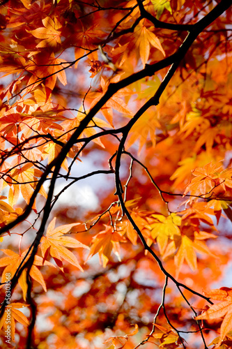 Photo: 紅葉 紅葉