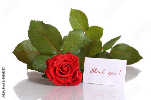 Photo: beautiful red rose with gratitude beautiful red rose with gratitude