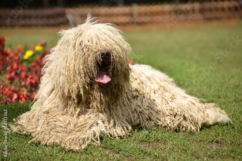 Photo: le komondor le komondor