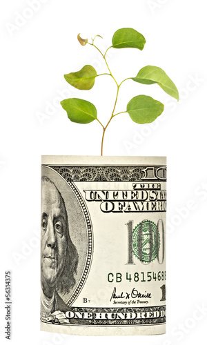 Photo: sapling growing from dollar bill sapling growing from dollar bill