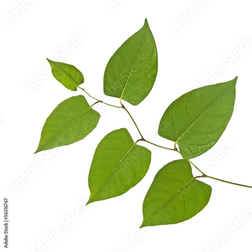 Photo: branch branch