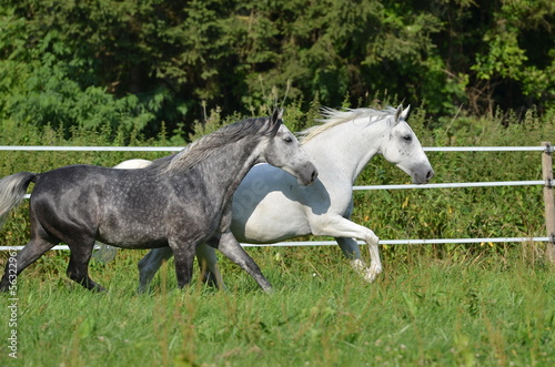 Photo: Lipizzaner Duo Lipizzaner Duo