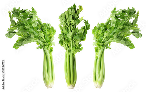 Photo: Celery Celery