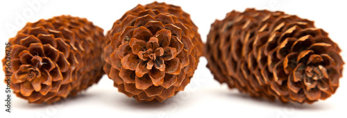 Photo: spruce cones isolated on white spruce cones isolated on white