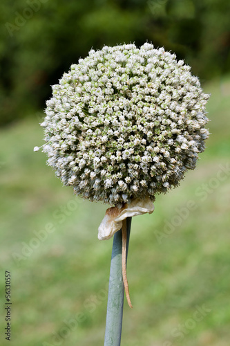 Photo: Garlic Seed Garlic Seed