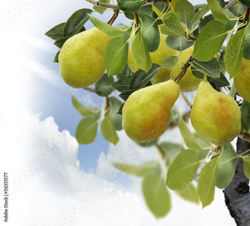 Photo: Pear Tree Pear Tree