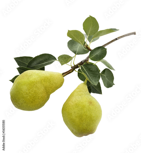 Photo: Yellow Pears Yellow Pears