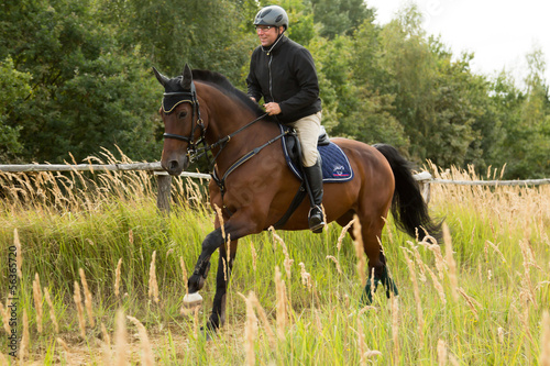 Photo: Brauner im Galopp in der Natur Brauner im Galopp in der Natur