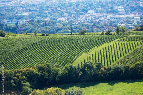 Photo: Weinberg in der Stadt Weinberg in der Stadt
