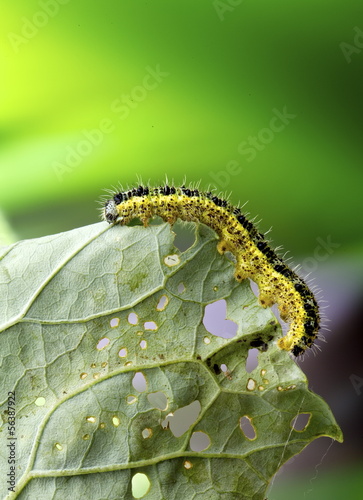 Photo: Bruco cavolo Pieris Brassicae Bruco cavolo Pieris Brassicae