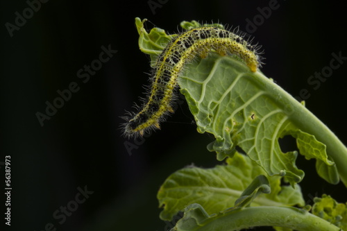 Photo: bruco cavolo Pieris Brassicae bruco cavolo Pieris Brassicae