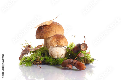 Photo: forest cep forest cep