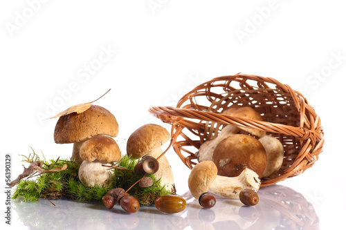 Photo: forest cep forest cep