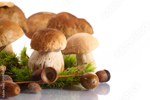 Photo: forest cep forest cep