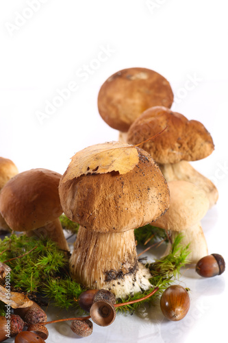 Photo: forest cep forest cep