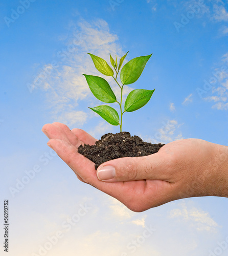 Photo: Sapling in hand Sapling in hand