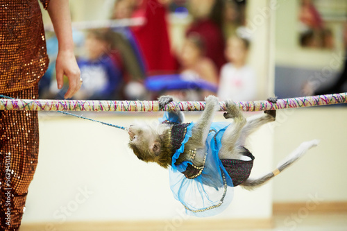 Photo: Little monkey climbs on rope upside down Little monkey climbs on rope upside down