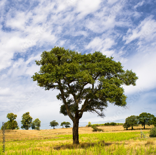 Photo: Quercia Quercia