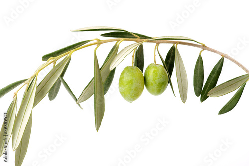 Photo: Ramo di ulivo curvato e due olive verdi Ramo di ulivo curvato e due olive verdi