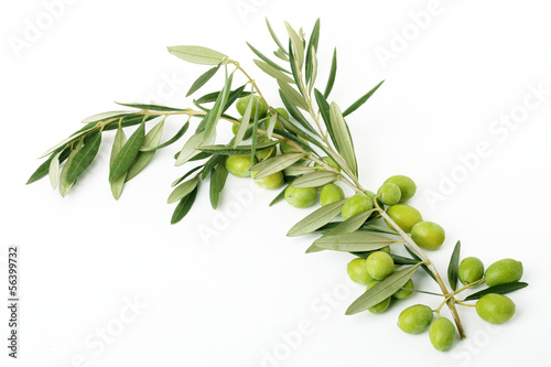 Photo: Ramo di ulivo con foglie e olive#5 Ramo di ulivo con foglie e olive#5