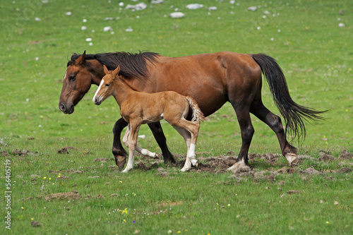Photo: Horses Horses