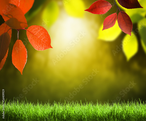 Photo: Autumn forest background Autumn forest background