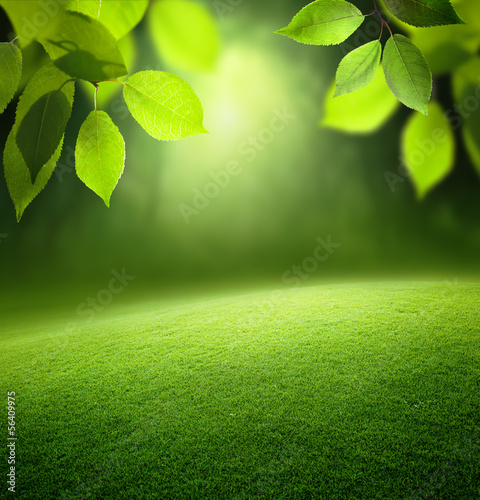 Photo: Spring forest background Spring forest background