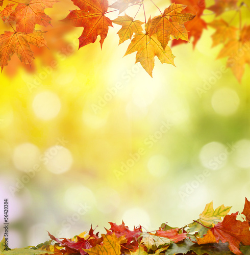 Photo: autumn background autumn background
