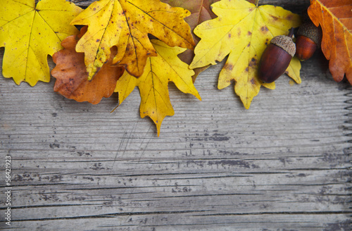 Photo: Autumn background with maple and oak leaves and acorns Autumn background with maple and oak leaves and acorns