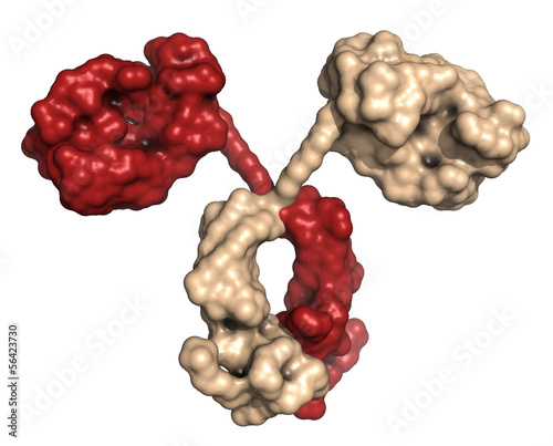 Illustration: Immunoglobulin A (dimeric IgA). Immunoglobulin A (dimeric IgA).