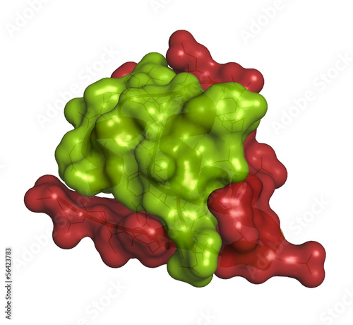 Illustration: Insulin peptide hormone, chemical structure. Insulin peptide hormone, chemical structure.