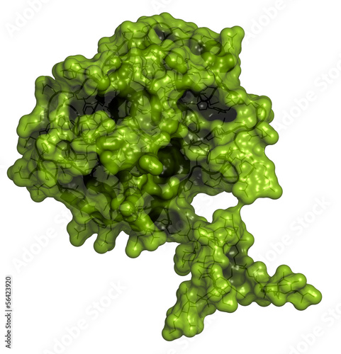 Illustration: Prostate-specific antigen (PSA, gamma-seminoprotein, kallikrein) Prostate-specific antigen (PSA, gamma-seminoprotein, kallikrein)