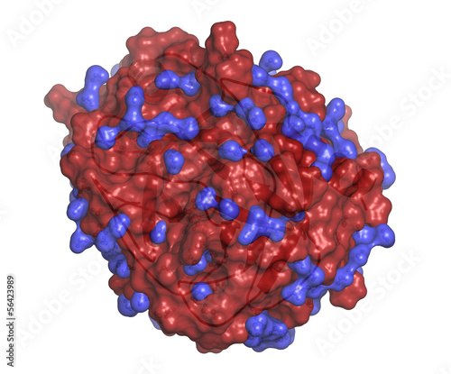 Photo: Trypsin digestive enzyme molecule (human). Trypsin digestive enzyme molecule (human).