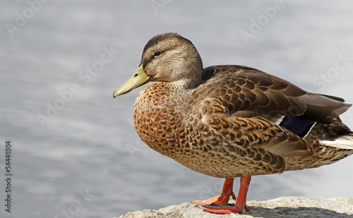 Photo: Mallard female standing on rocky ledge overlooking water Mallard female standing on rocky ledge overlooking water