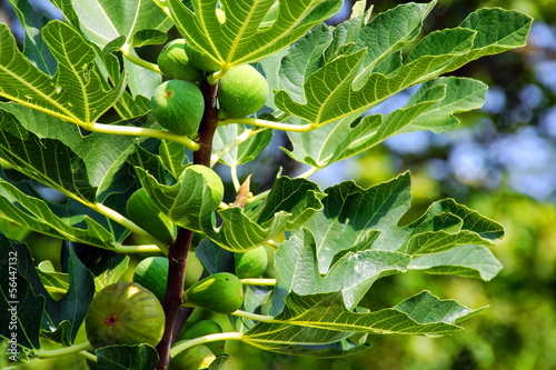 Photo: Fig Tree Leafs and Fruits. Fig Tree Leafs and Fruits.