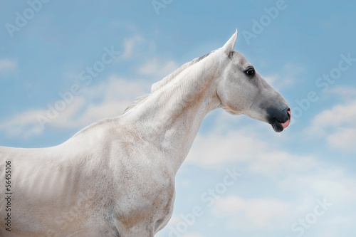 Photo: White a hkhal-teker horse portrait on the sky background White a hkhal-teker horse portrait on the sky background