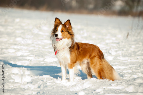 Photo: Border Collies fun in winter Border Collies fun in winter