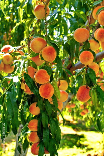 Photo: Fruit garden. Peach tree. Fruit garden. Peach tree.