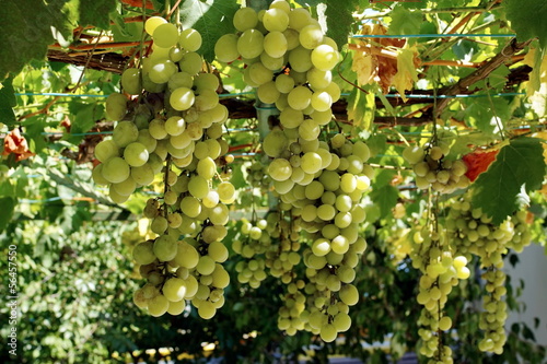 Photo: Organic Grapevine Organic Grapevine