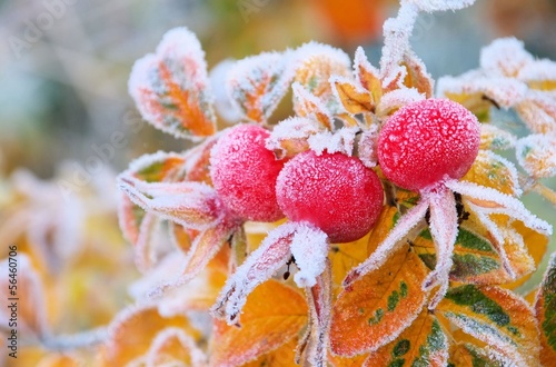 Photo: Hagebutte im Winter - hip in winter 05 Hagebutte im Winter - hip in winter 05